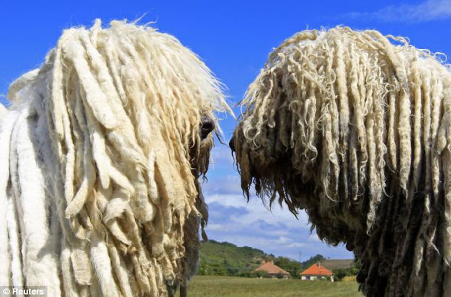 Komondor, giống chó chăn cừu của Hungary, trông giống như một cây lau nhà di động.